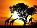 Giraffe schilderij in panoramaformaat
