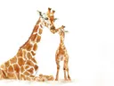 Schilderij van een giraffemoeder en haar jong die neuzen aanraken