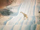 Giraffe steekt een grindweg over in een droog landschap