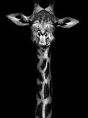 Gedetailleerd giraffe portret schilderij