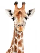 Close-up portret van een giraffe kop en hals op witte achtergrond.