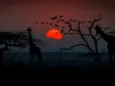 Giraffen silhouet bij zonsondergang