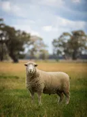 Boerderijdieren