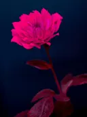 Gloeiende roze roos in het donker, botanisch schilderij