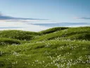 Groene glooiende heuvels bedekt met kleine witte pluizige bloemen