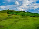 Groene glooiende heuvels in Toscane met een rij cipressen en een bewolkte lucht