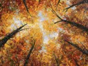 Schilderij van gouden herfstbladeren tegen blauwe lucht