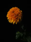 Close-up van een oranjegele chrysant tegen een zwarte achtergrond