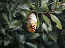 Schilderij van een witgouden vlindercocon hangend aan een tak tussen groene bladeren