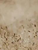 Close-up van droge gouden graspluimen in een veld.