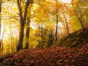 Bospad bedekt met herfstbladeren tussen bomen met goudkleurig blad.
