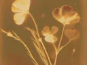 Macrofoto van goudkleurige klaverbloemen tegen een olijfgroene achtergrond