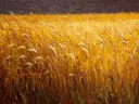 Landschapsschilderij van een gouden korenveld
