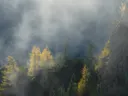 Gouden naaldbomen tussen rotsen omgeven door mist.