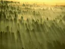 Luchtfoto van een dennenbos met gouden zonnestralen door de ochtendnevel.