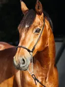 Goudbruin paard met halster in zonlicht
