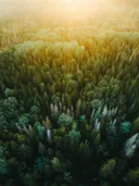 Luchtfoto van een bos badend in gouden zonsopgangslicht
