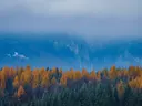 Goudgele naaldbomen voor een mistige blauwe bergketen.