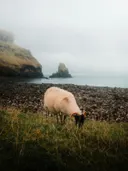 Grazend schaap op een klif boven een kiezelstrand met zee.