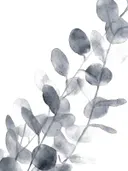 Aquarel van grijze eucalyptustakken