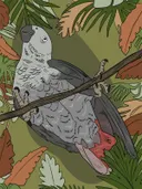 Illustratie van een grijze papegaai op een tak tussen tropische bladeren.