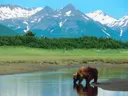 Grizzlybeer in een rivier met besneeuwde bergen op de achtergrond.