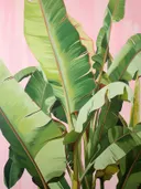 Groene bananenbladeren tegen een zachtroze achtergrond.