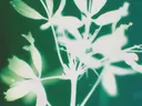 Duotone macrofoto van bloemen en bladeren tegen een groene achtergrond
