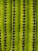 Close-up van de groene ribben en doorns van een cactus.