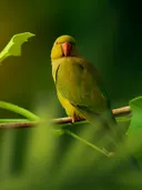 Groene parkiet met rode snavel zittend op een tak tussen bladeren.