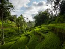 Groene rijstterrassen omgeven door palmbomen en jungle onder een bewolkte lucht.