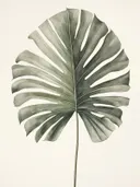 Botanische illustratie van een groot monsterablad aan een lange steel.