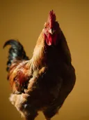 Studiofoto van haan in mosterd, tegen een achtergrond in mosterd