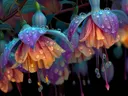 Schilderij van hangende fuchsiabloemen met dauwdruppels in regenboogtinten.