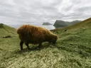 Behaard schaap grazend op een groene heuvel met uitzicht op zee en rotsen