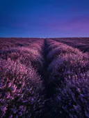 Landschapsfoto van heide bij de schemering