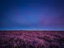 Landschapsfoto van heide bij de schemering, met een bankje aan de rand
