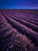 Landschapsfoto van heide bij de schemering, met een houten hek