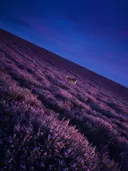 Landschapsfoto van heide bij de schemering, met een hert