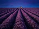 Landschapsfoto van heide bij de schemering, met een konijn met haar jongen
