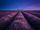 Landschapsfoto van heide bij de schemering, met een houten poort bij de ingang van het veld