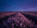Landschapsfoto van heide bij de schemering, met witte duiven die opvliegen