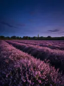 Landschapsfoto van heide bij de schemering, met een kerktoren die boven de bomen uitsteekt