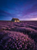 Landschapsfoto van heide bij de schemering, met een rieten boerderijwoning tussen de rijen