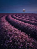 Landschapsfoto van heide bij de schemering, met ooievaars in hun nest