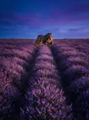 Landschapsfoto van heide bij de schemering, met een merrie met haar veulen