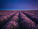 Landschapsfoto van heide bij de schemering, met een kudde schapen