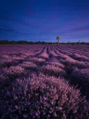 Landschapsfoto van heide bij de schemering, met twee uilen op een paal