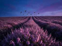 Landschapsfoto van heide bij de schemering, met zwaluwen laag over de bloemen