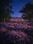 Landschapsfoto van heide bij de schemering, met een kudde Schotse Hooglanders